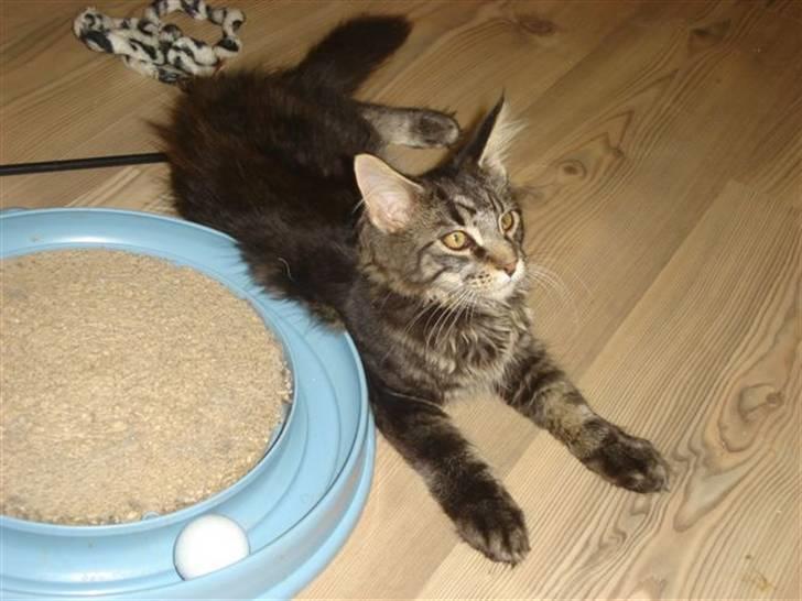 Maine Coon wicca shaicoonas taris billede 3