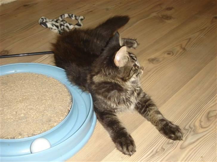 Maine Coon wicca shaicoonas taris billede 4