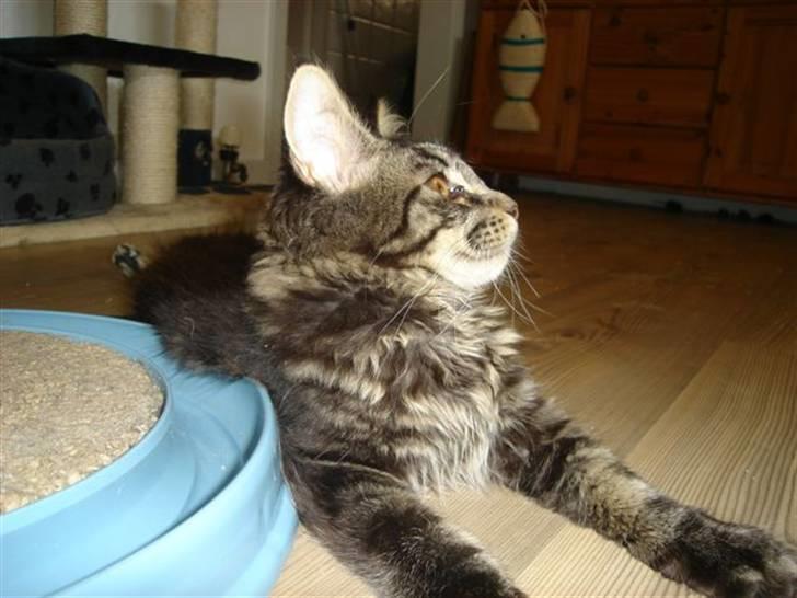 Maine Coon wicca shaicoonas taris billede 5