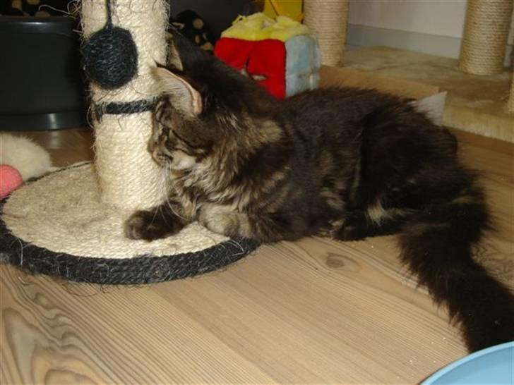 Maine Coon wicca shaicoonas taris billede 6