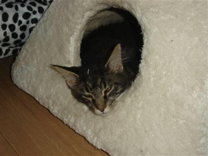 Maine Coon wicca shaicoonas taris billede 7