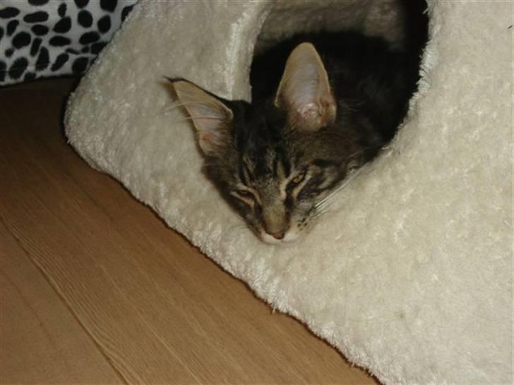 Maine Coon wicca shaicoonas taris billede 8