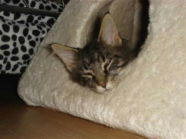 Maine Coon wicca shaicoonas taris billede 9