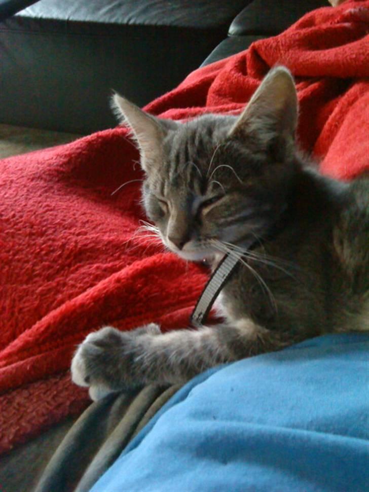 Huskat Dobby billede 8