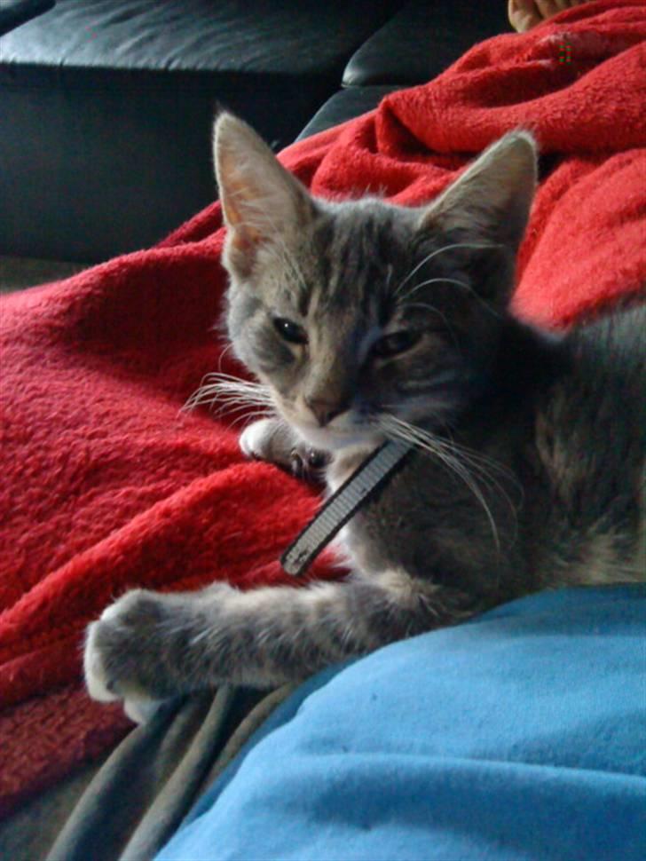 Huskat Dobby billede 9