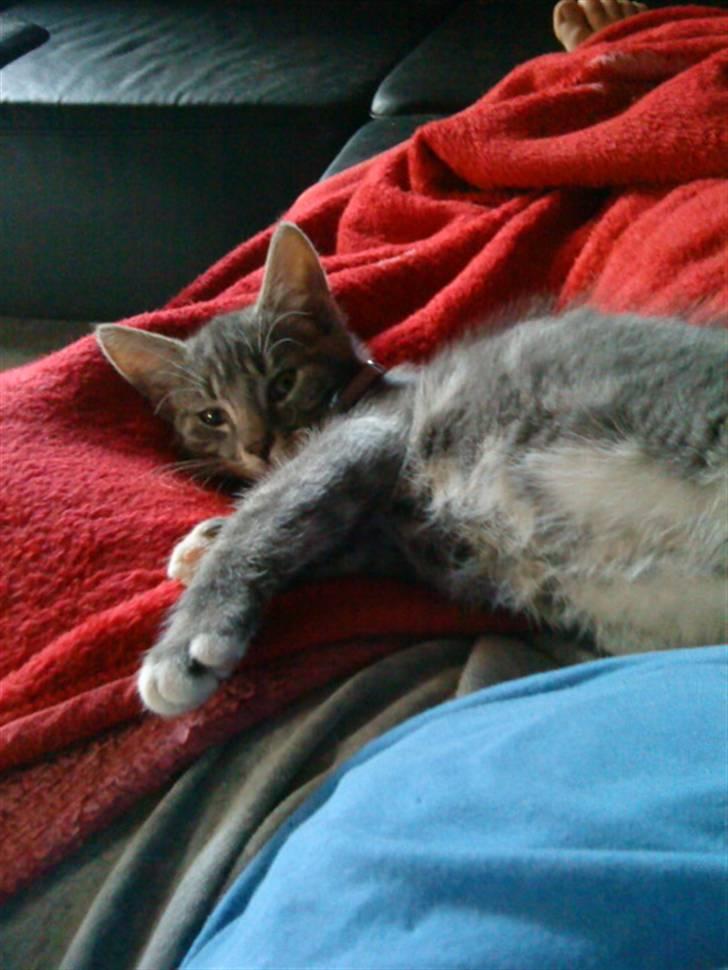 Huskat Dobby billede 10