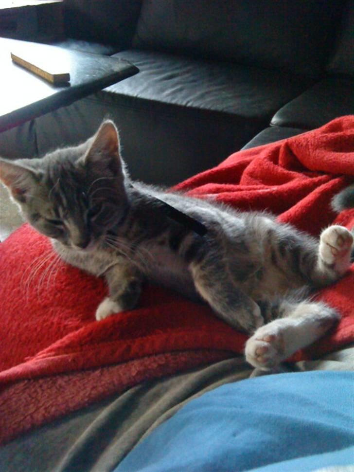 Huskat Dobby billede 11