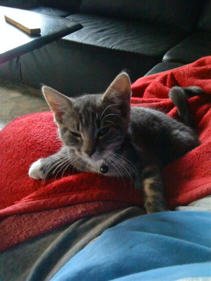 Huskat Dobby billede 12