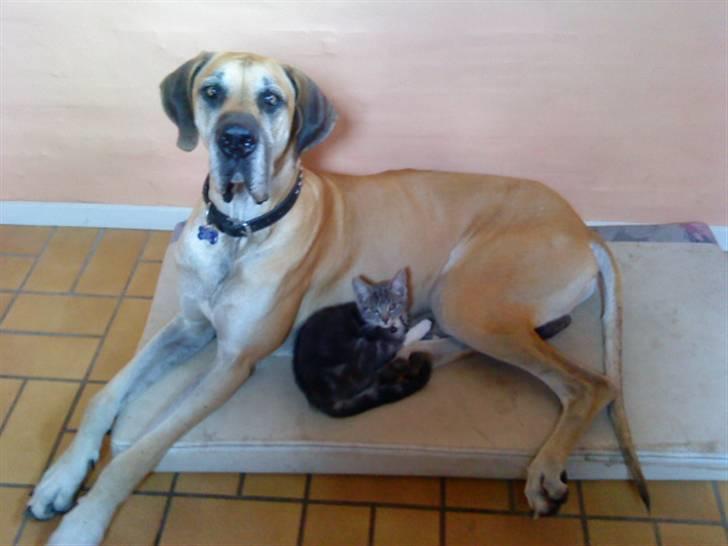 Huskat Dobby billede 13