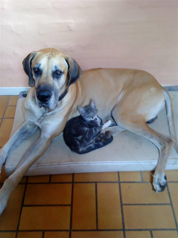 Huskat Dobby billede 14