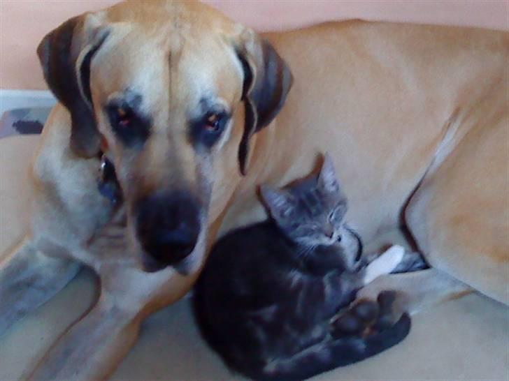 Huskat Dobby billede 15