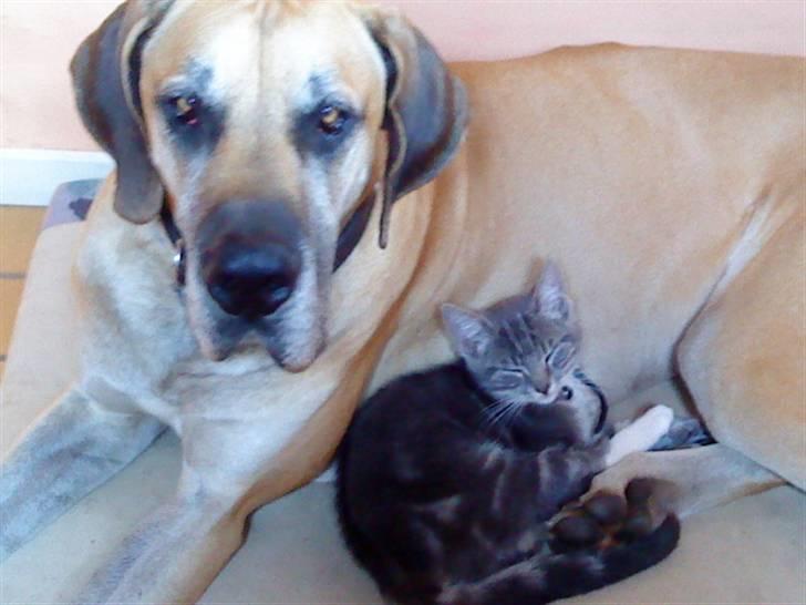 Huskat Dobby billede 16