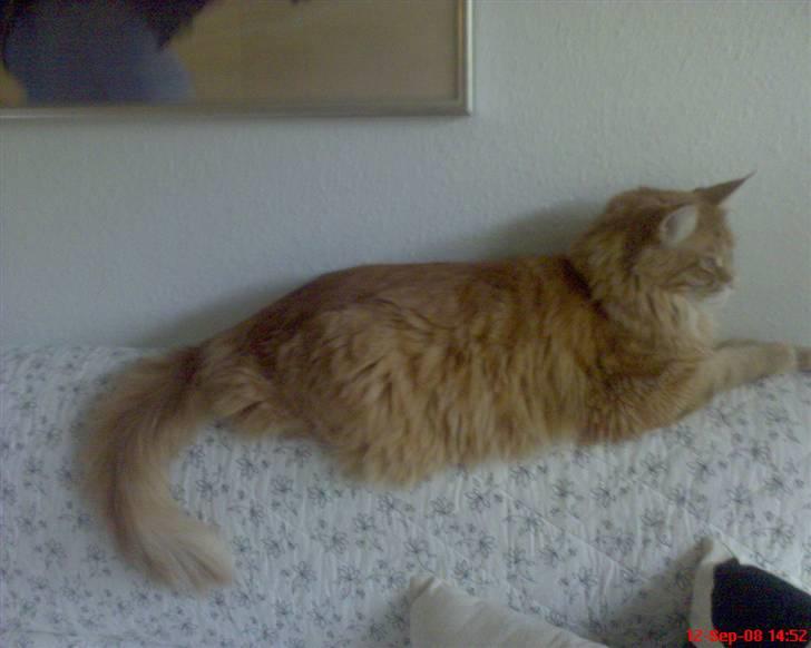 Maine Coon Tyson - slapper stadig af..lidt hævet over andre...*S* billede 8