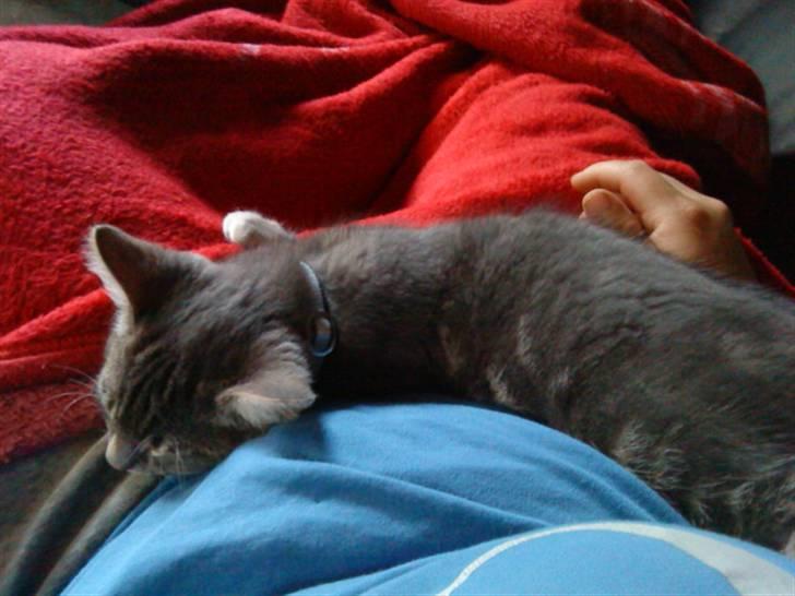 Huskat Dobby billede 17