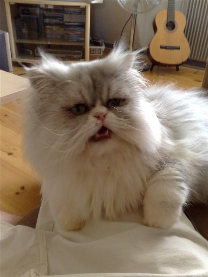 Perser Eddie billede 6