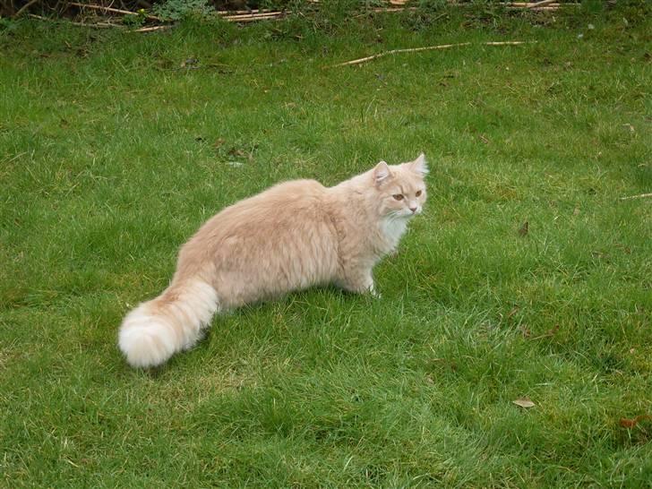 Blanding af racer Sille billede 18