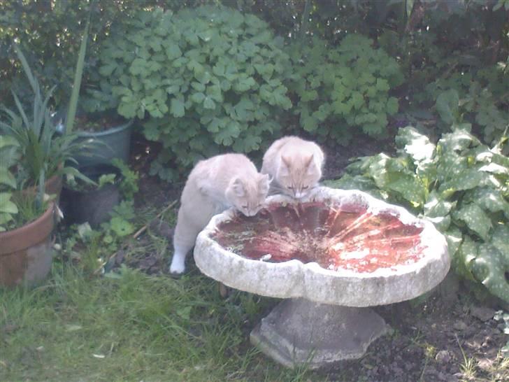 Blanding af racer Sille billede 19