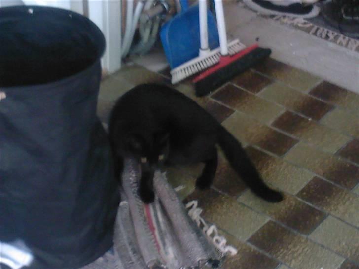 Huskat Ollie død 1/11 - 2008 billede 12