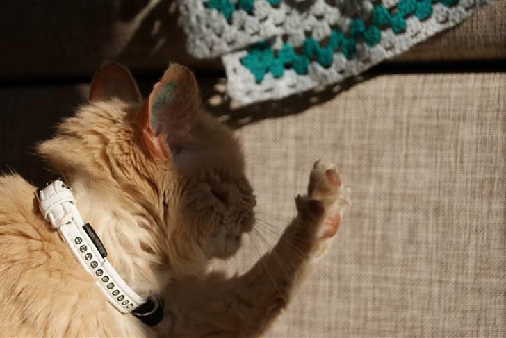 Blanding af racer Louie AFLIVET - NYT billede 17