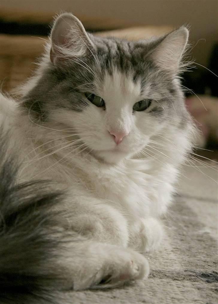 Norsk Skovkat Na'zyia's Dixie Belle billede 1