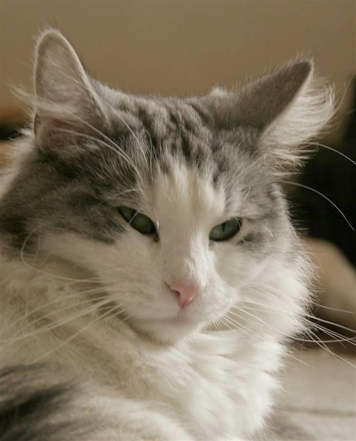 Norsk Skovkat Na'zyia's Dixie Belle billede 2