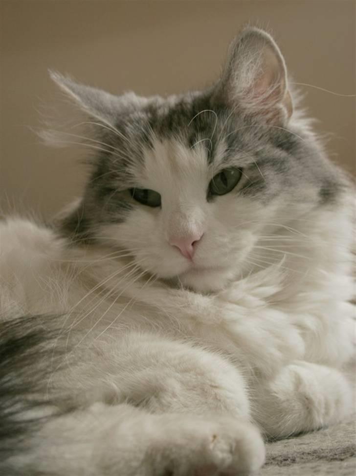 Norsk Skovkat Na'zyia's Dixie Belle billede 3