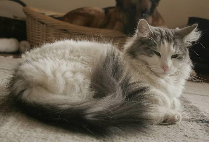 Norsk Skovkat Na'zyia's Dixie Belle billede 4