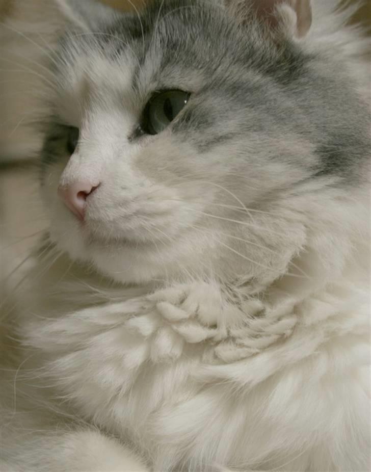 Norsk Skovkat Na'zyia's Dixie Belle billede 5