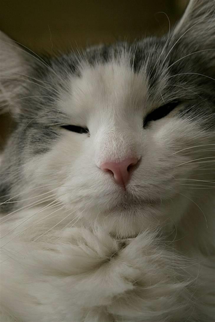 Norsk Skovkat Na'zyia's Dixie Belle billede 6