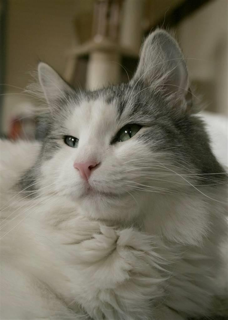 Norsk Skovkat Na'zyia's Dixie Belle billede 7