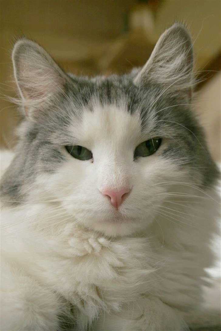 Norsk Skovkat Na'zyia's Dixie Belle billede 8