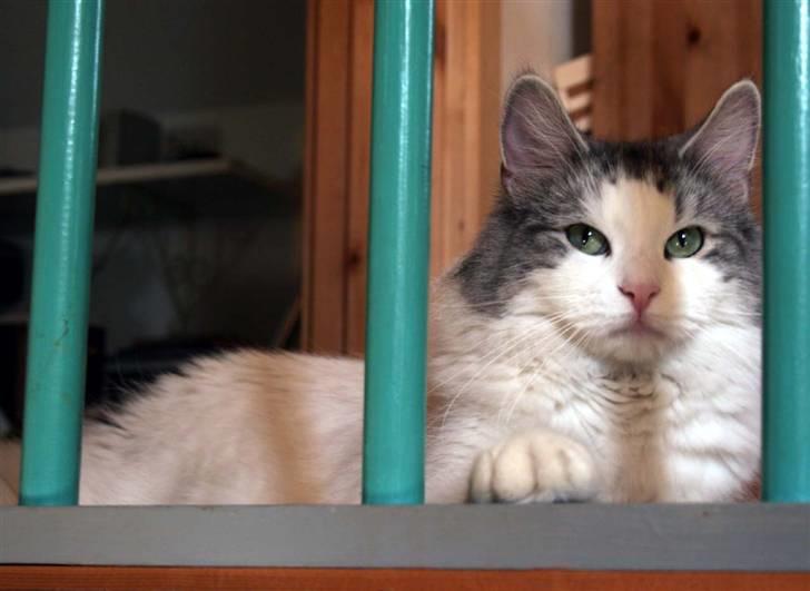 Norsk Skovkat Na'zyia's Dixie Belle billede 9