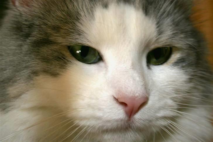 Norsk Skovkat Na'zyia's Dixie Belle billede 10