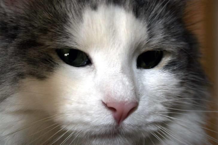 Norsk Skovkat Na'zyia's Dixie Belle billede 11