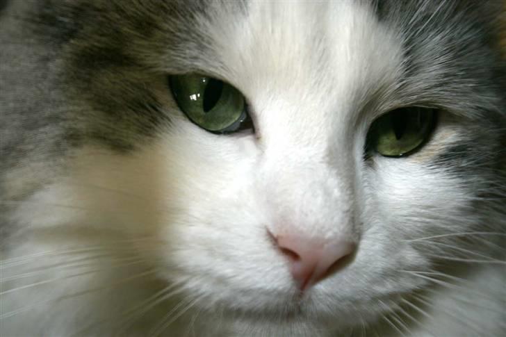 Norsk Skovkat Na'zyia's Dixie Belle billede 12