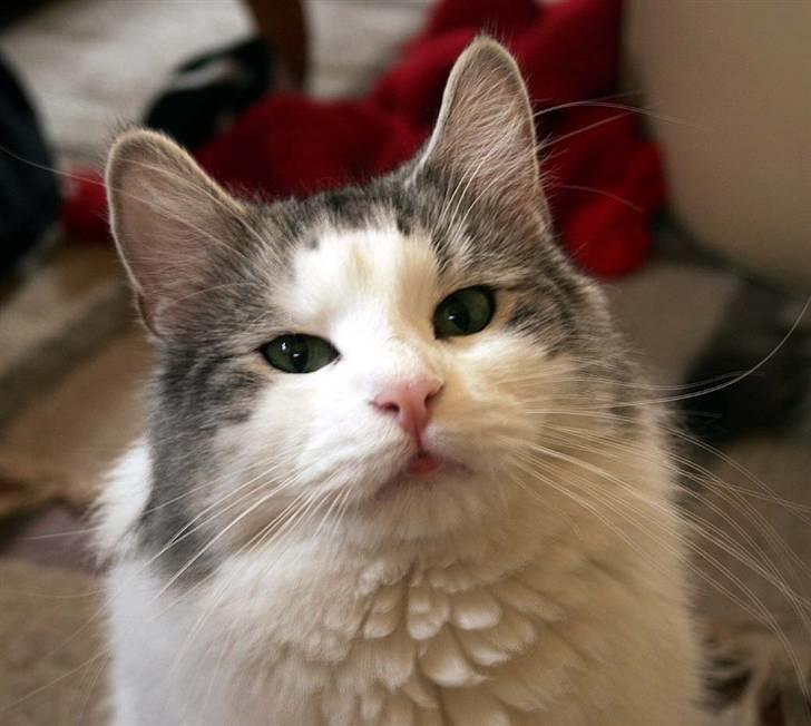 Norsk Skovkat Na'zyia's Dixie Belle billede 13