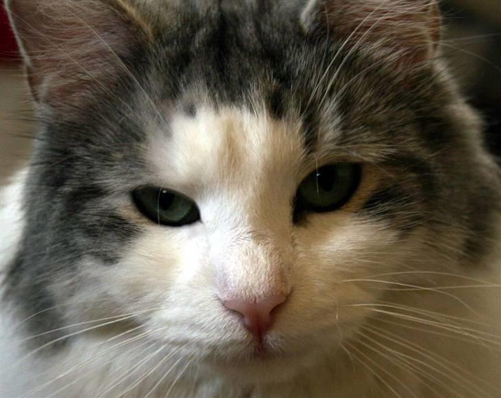 Norsk Skovkat Na'zyia's Dixie Belle billede 14