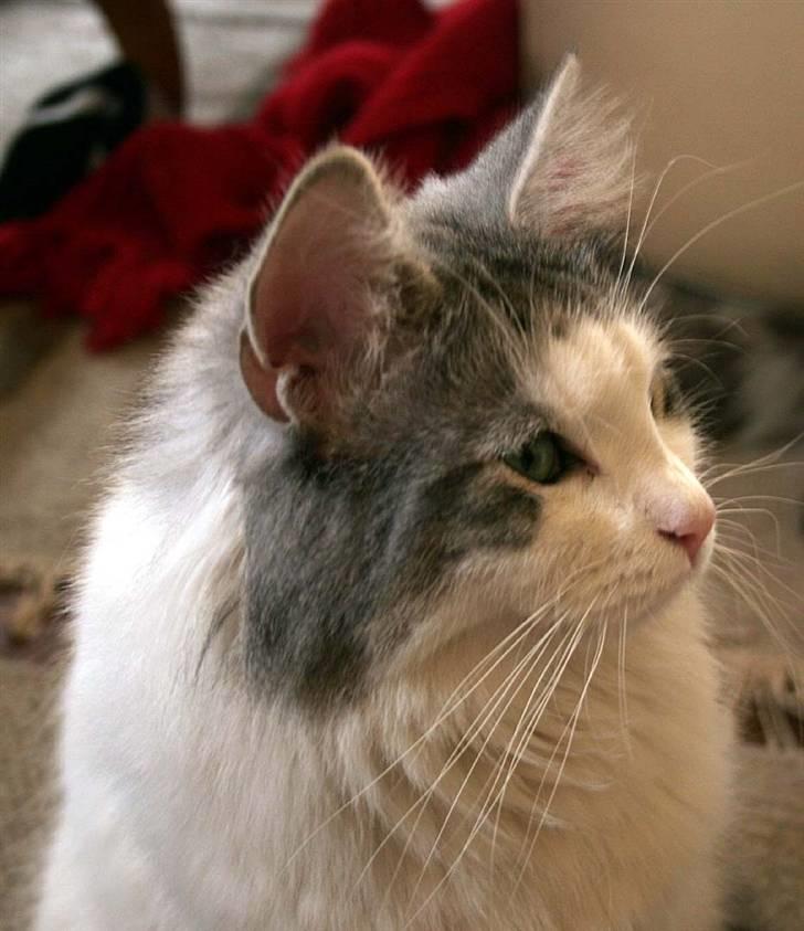 Norsk Skovkat Na'zyia's Dixie Belle billede 15