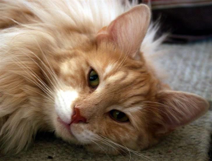 Norsk Skovkat Fearless Flannagan  billede 1