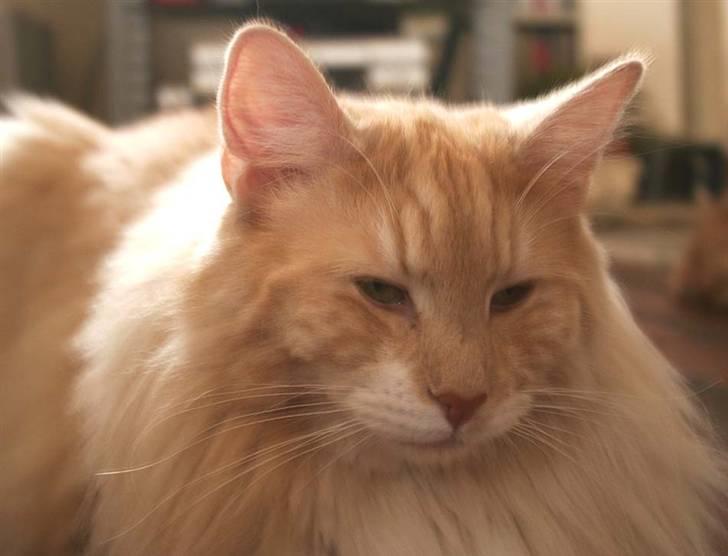 Norsk Skovkat Fearless Flannagan  billede 2