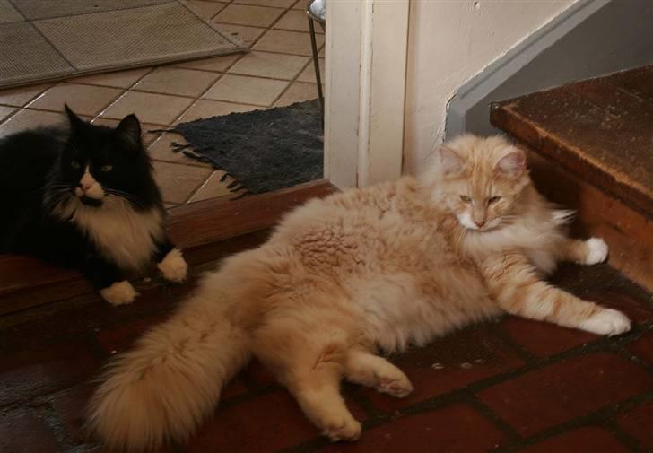 Norsk Skovkat Fearless Flannagan  billede 3