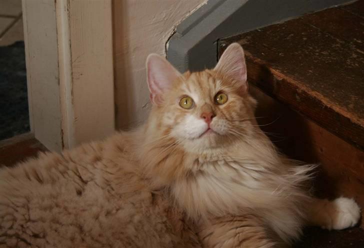 Norsk Skovkat Fearless Flannagan  billede 4