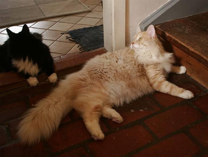 Norsk Skovkat Fearless Flannagan  billede 5