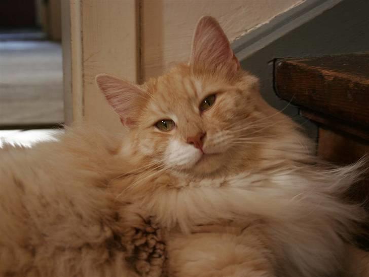 Norsk Skovkat Fearless Flannagan  billede 6