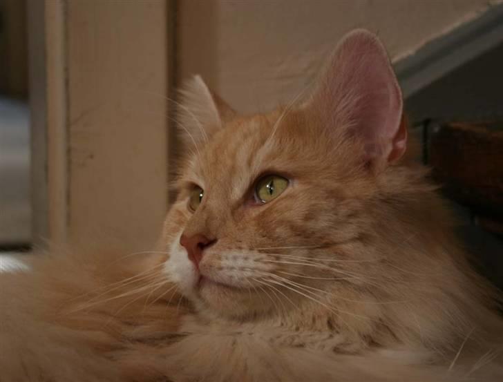 Norsk Skovkat Fearless Flannagan  billede 7