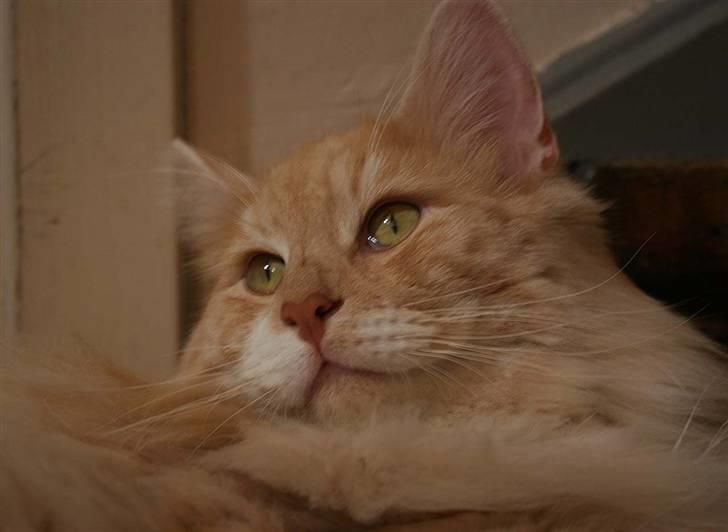 Norsk Skovkat Fearless Flannagan  billede 8