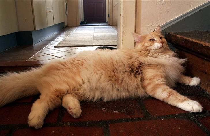 Norsk Skovkat Fearless Flannagan  billede 9