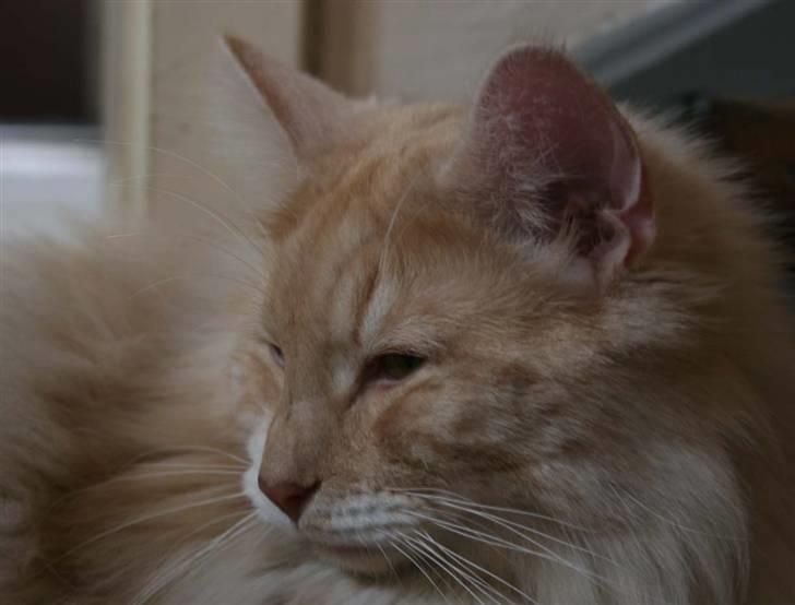 Norsk Skovkat Fearless Flannagan  billede 10