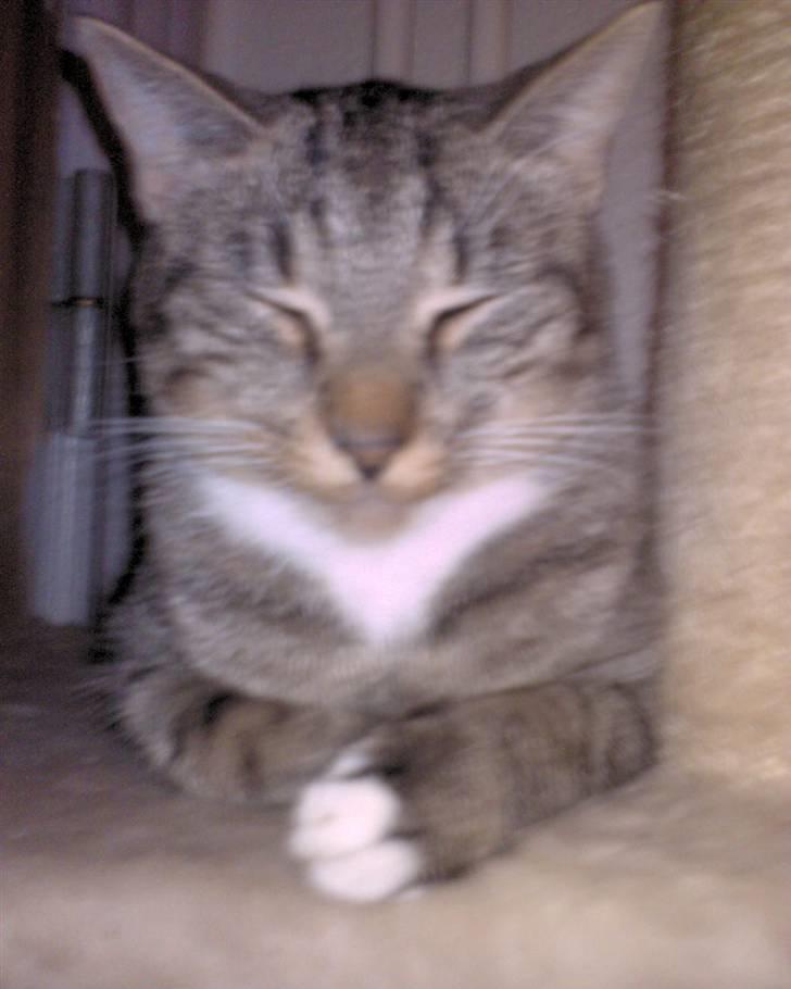 Maine Coon Tyson - Batman, tysons næstbedste ven...*S*...Jeg er stadig nr. et...*S* billede 9