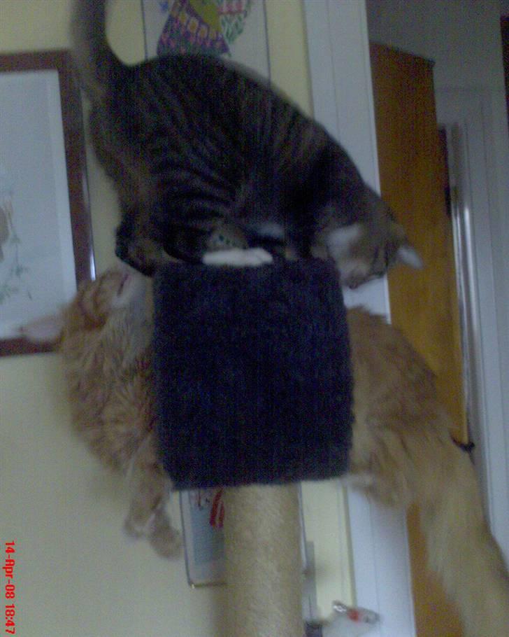 Maine Coon Tyson - ....Vi leger lige... billede 10